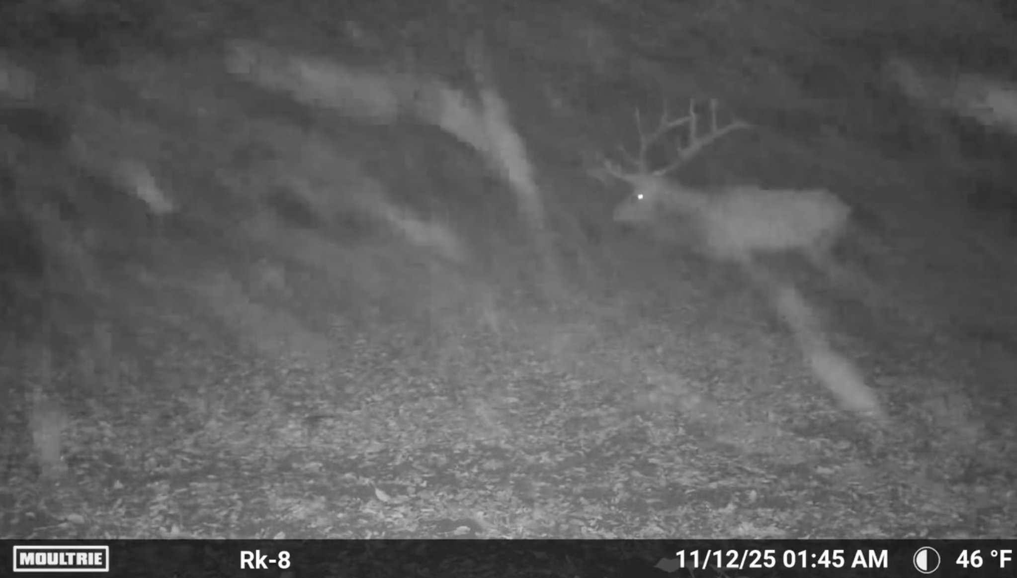 [Titre du site] J'ai abattu le plus gros wapiti Roosevelt de ma vie en voiture