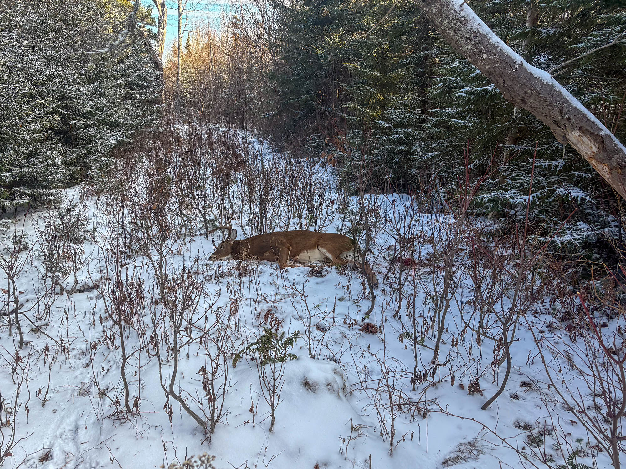 [Titre du site] «J'ai ri, j'ai pleuré.» Après 36 ans, North Woods Hunter étiquette enfin son premier cerf