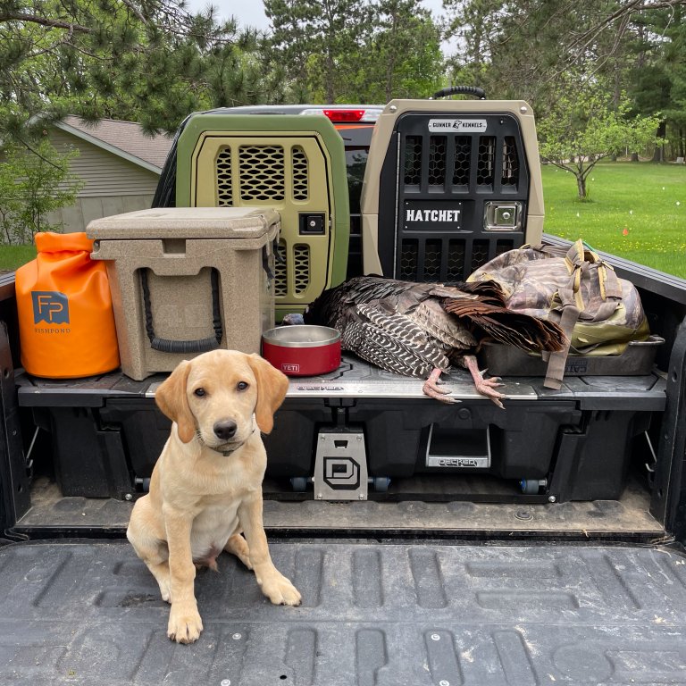 [Titre du site] Offres du Black Friday sur l'équipement pour chiens de chasse
