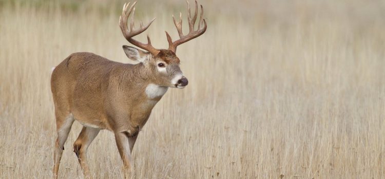 Pourquoi la chasse au cerf trophée est un piège Pourquoi la chasse au cerf trophée est un piège