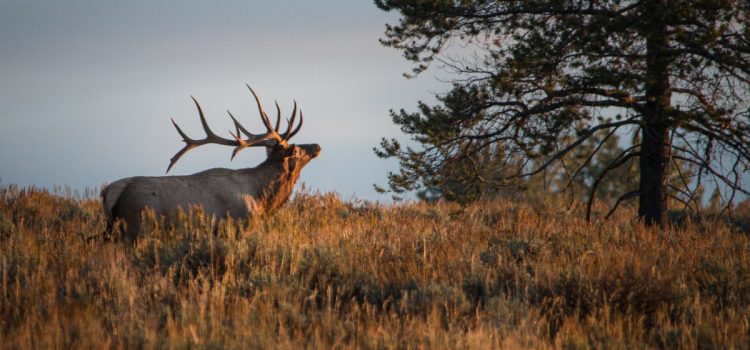 L’Idaho élimine les étiquettes de cerf et de wapiti en vente libre pour les non-résidents et passe à un système de tirage au sort L'Idaho élimine les étiquettes de cerf et de wapiti en vente libre pour les non-résidents et passe à un système de tirage au sort