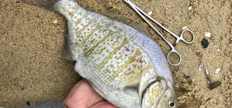 Podcast Quick Strike : Attrapez un tas de perches dans les vagues Podcast Quick Strike : Attrapez un tas de perches dans les vagues