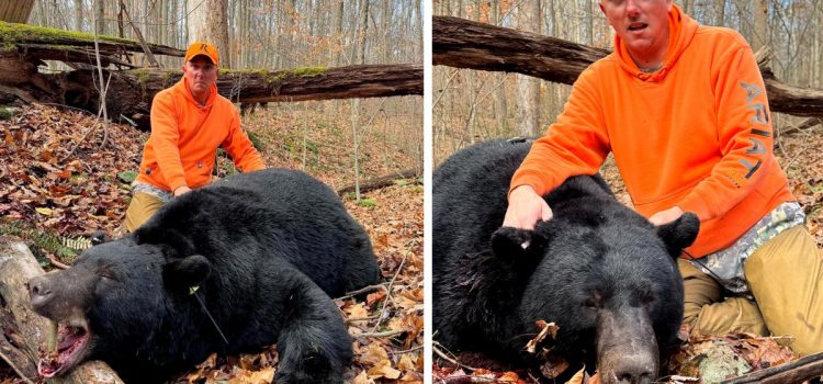 Un chasseur de Pennsylvanie étiquette le plus gros ours noir de la saison avec le fusil porte-bonheur de sa femme Un chasseur de Pennsylvanie étiquette le plus gros ours noir de la saison avec le fusil porte-bonheur de sa femme