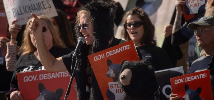 Ce groupe paie 2 000 $ aux chasseurs pour ne pas utiliser leurs étiquettes, dans un ultime effort pour contrecarrer la chasse à l’ours en Floride Ce groupe paie 2 000 $ aux chasseurs pour ne pas utiliser leurs étiquettes, dans un ultime effort pour contrecarrer la chasse à l'ours en Floride