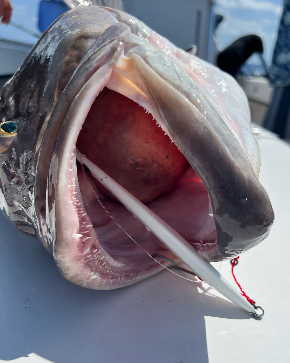 [Titre du site] Un pêcheur de Floride attrape un mérou record du monde juste après avoir cassé l'hameçon d'un vivaneau