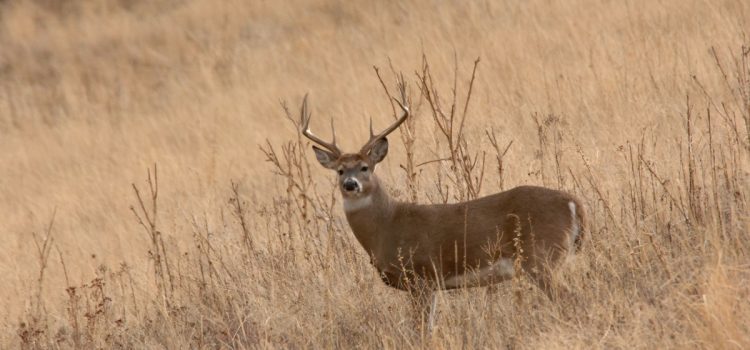Le Montana va réduire les étiquettes de cerfs non-résidents au milieu du déclin de l’EHD et de la pression croissante des étrangers Le Montana va réduire les étiquettes de cerfs non-résidents au milieu du déclin de l'EHD et de la pression croissante des étrangers