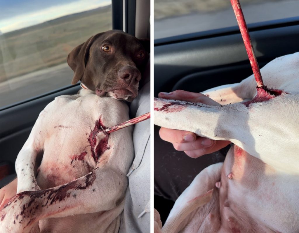 Mon chien oiseau a attrapé une flèche à tête large vers la poitrine alors qu'il pointait des cailles