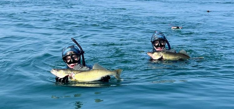 Podcast : La pêche sous-marine au doré arrive dans les Grands Lacs. Et ce n’est pas une mauvaise chose Podcast : La pêche sous-marine au doré arrive dans les Grands Lacs. Et ce n'est pas une mauvaise chose