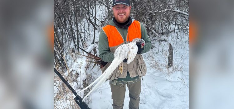 Un chasseur du Dakota du Nord met en sac un faisan rare et blanc comme neige lors d'une glaciale journée d'hiver
