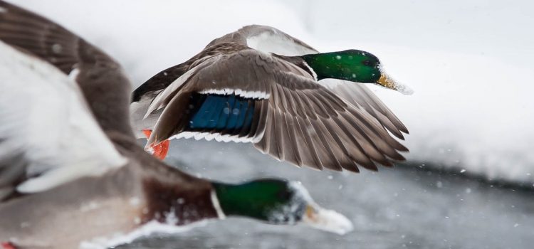 La génétique du canard colvert dans les élevages de gibier est un problème plus grave que ne le pensent les oiseaux aquatiques : seulement 2 % des têtes vertes de la voie de migration de l'Atlantique sont entièrement sauvages

