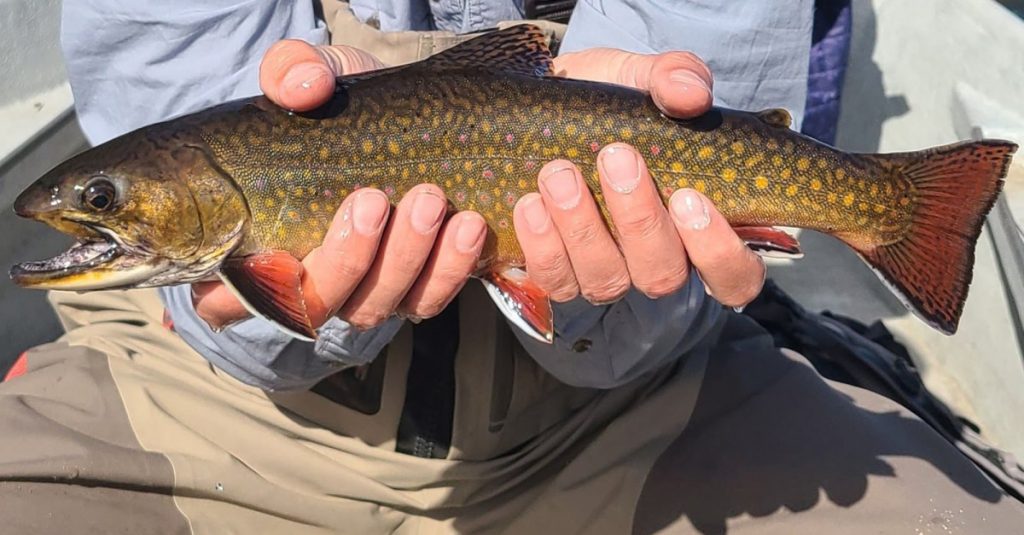 Un procès dans le Maine affirme que les réglementations sur la pêche à la mouche uniquement maintiennent le pêcheur à la ligne vers le bas