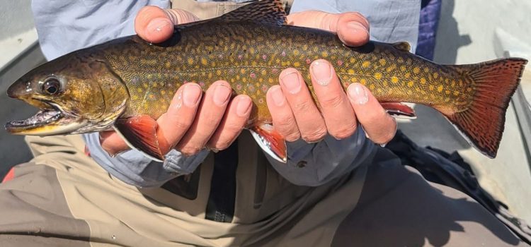 Un procès dans le Maine affirme que les réglementations sur la pêche à la mouche uniquement maintiennent le pêcheur à la ligne vers le bas
