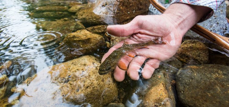 « Cela aurait des impacts sérieux et réels. » Pourquoi le changement de règle de l’EPA sur la protection de l’eau serait un désastre pour les poissons et la faune "Cela aurait des impacts sérieux et réels." Pourquoi le changement de règle de l'EPA sur la protection de l'eau serait un désastre pour les poissons et la faune
