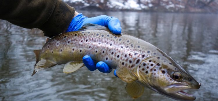 Podcast Quick Strike : Secouez le blues de la pêche en pierre de taille en hiver Podcast Quick Strike : Secouez le blues de la pêche en pierre de taille en hiver