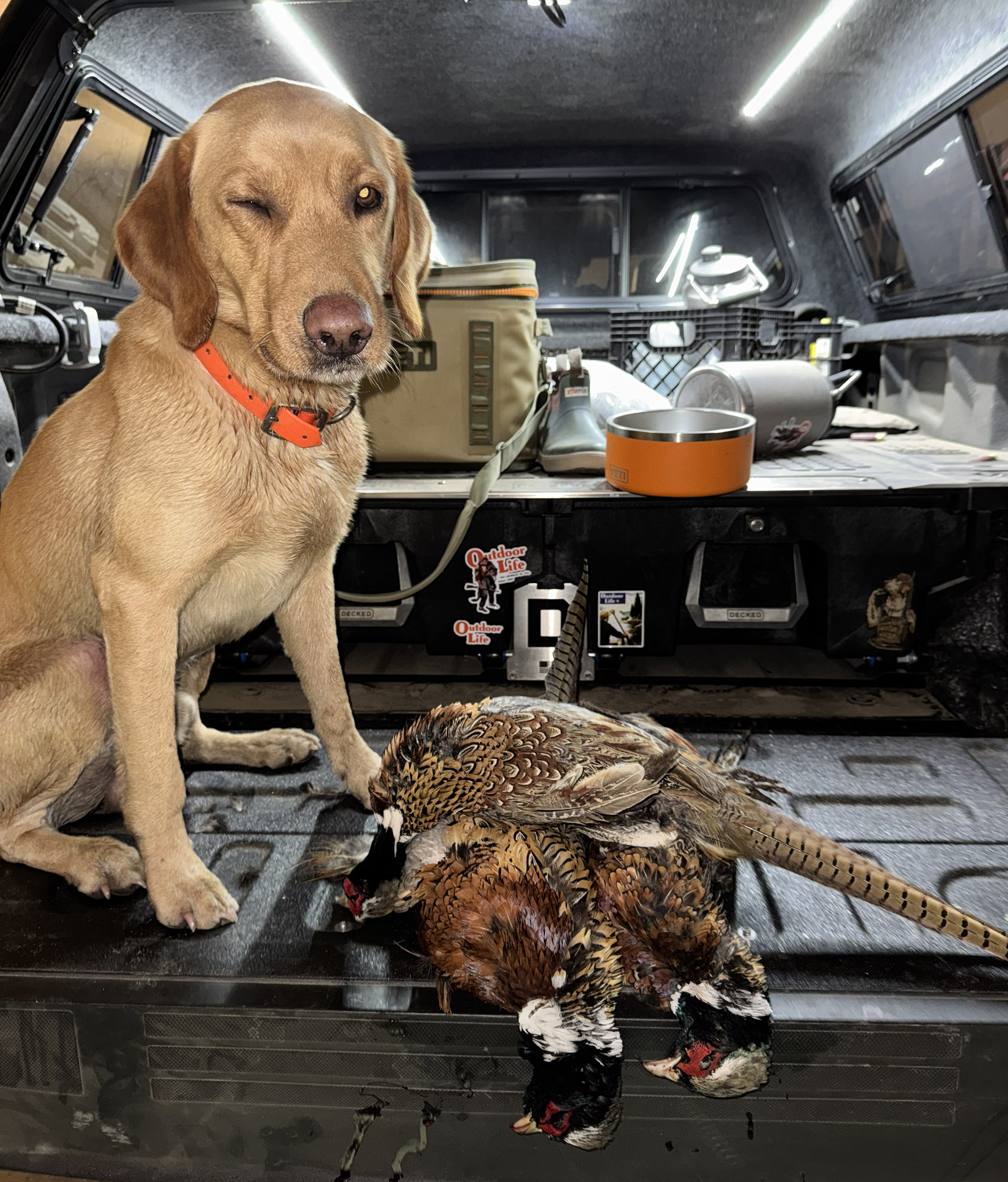 [Titre du site] Après que mon chien oiseau ait été presque aveugle, cet équipement ridicule est la seule chose sans laquelle je ne chasserai jamais