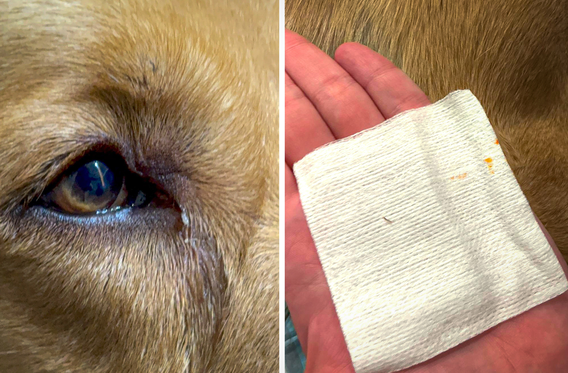 [Titre du site] Après que mon chien oiseau ait été presque aveugle, cet équipement ridicule est la seule chose sans laquelle je ne chasserai jamais