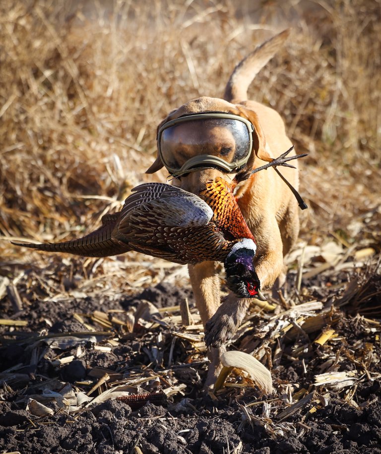 [Titre du site] Après que mon chien oiseau ait été presque aveugle, cet équipement ridicule est la seule chose sans laquelle je ne chasserai jamais