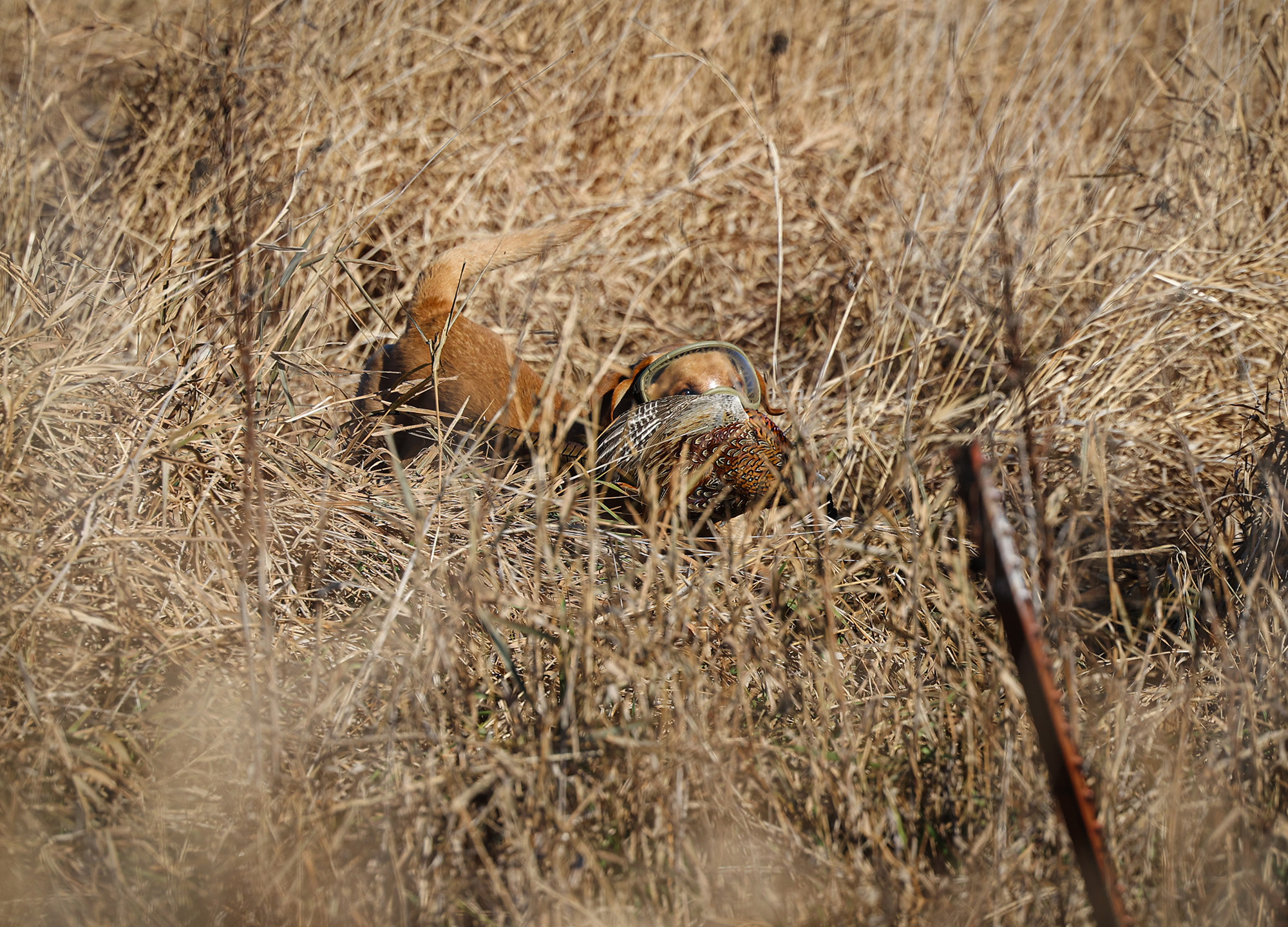[Titre du site] Après que mon chien oiseau ait été presque aveugle, cet équipement ridicule est la seule chose sans laquelle je ne chasserai jamais
