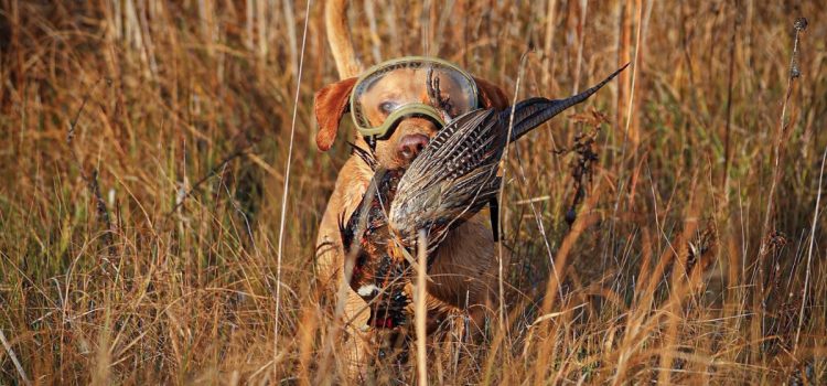 Après que mon chien oiseau ait été presque aveugle, cet équipement ridicule est la seule chose sans laquelle je ne chasserai jamais Après que mon chien oiseau ait été presque aveugle, cet équipement ridicule est la seule chose sans laquelle je ne chasserai jamais