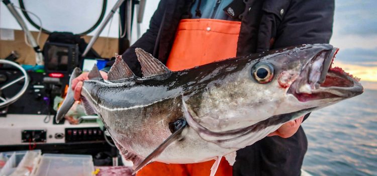 Podcast Quick Strike : ciblez ce bagarreur d'eau salée sous-estimé pendant les jours les plus froids de l'hiver
