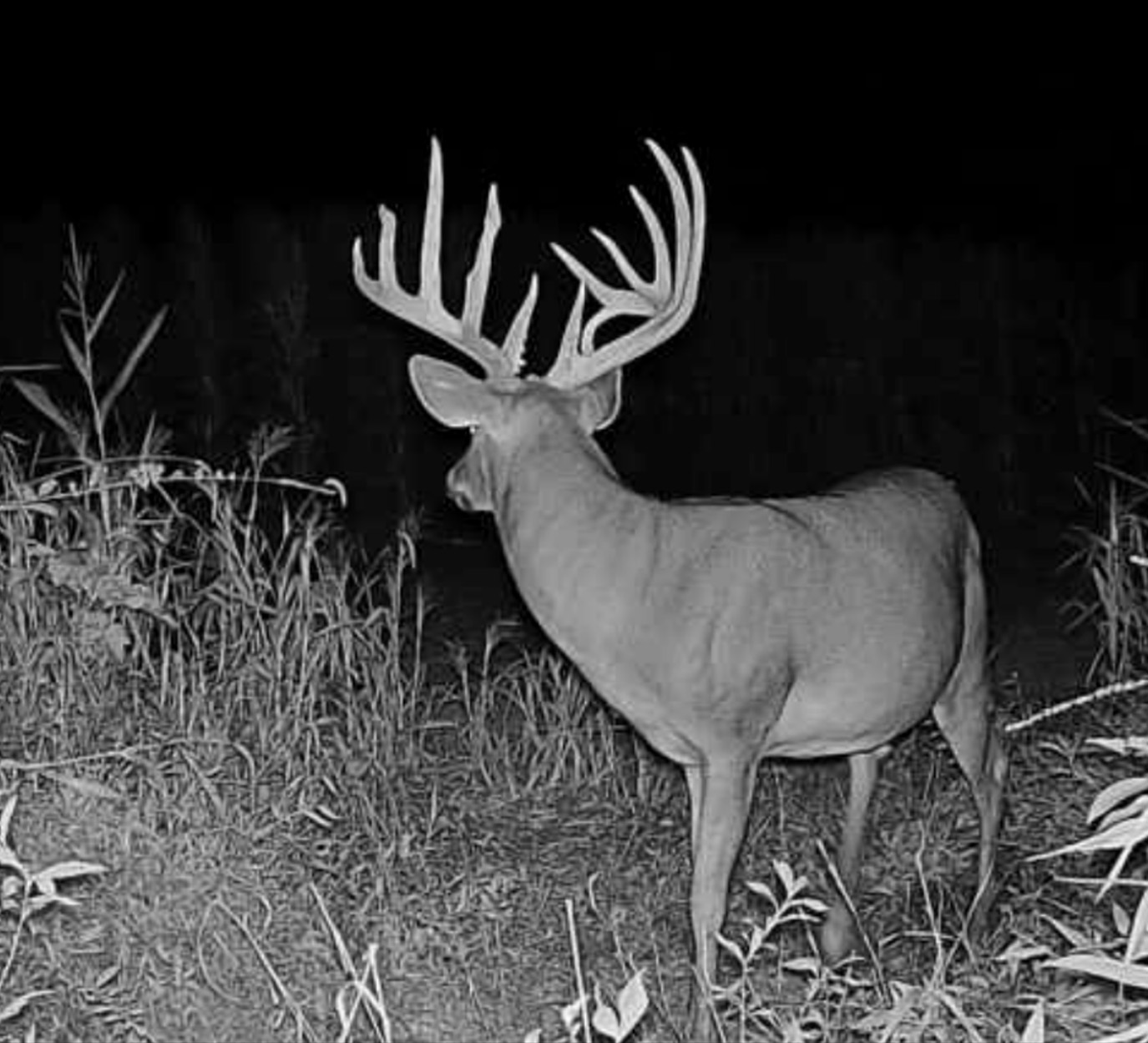 [Titre du site] Indiana Hunter étiquette un mâle géant de classe 190 après l'avoir observé pendant 4 ans – et lui avoir manqué une fois