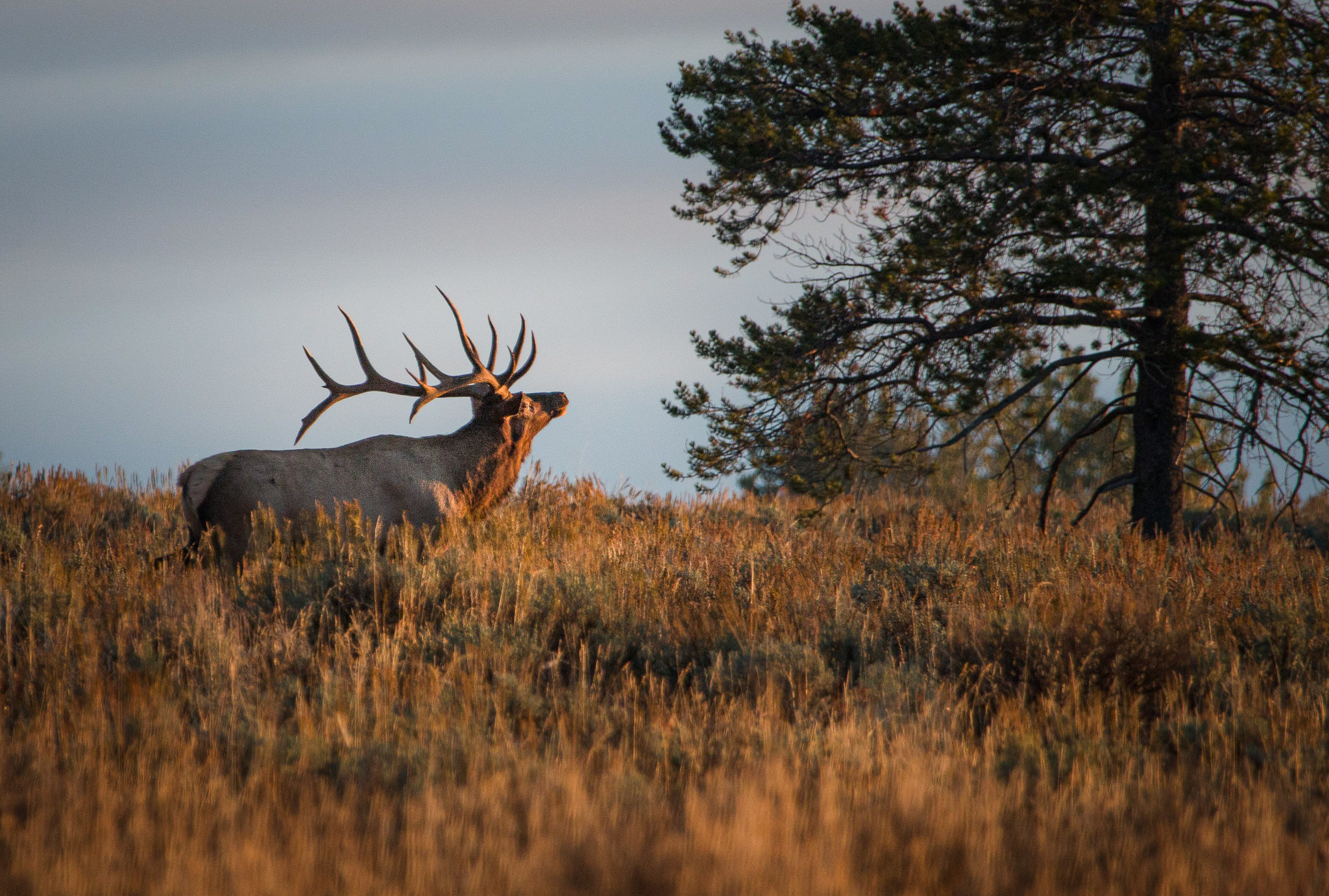 [Titre du site] L'Idaho élimine les étiquettes de cerf et de wapiti en vente libre pour les non-résidents et passe à un système de tirage au sort