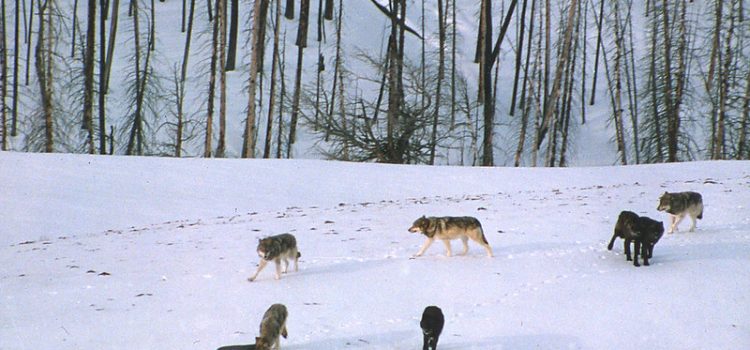La Chambre vient de voter pour radier les loups gris de la liste. Maintenant, le projet de loi se dirige vers le Sénat
