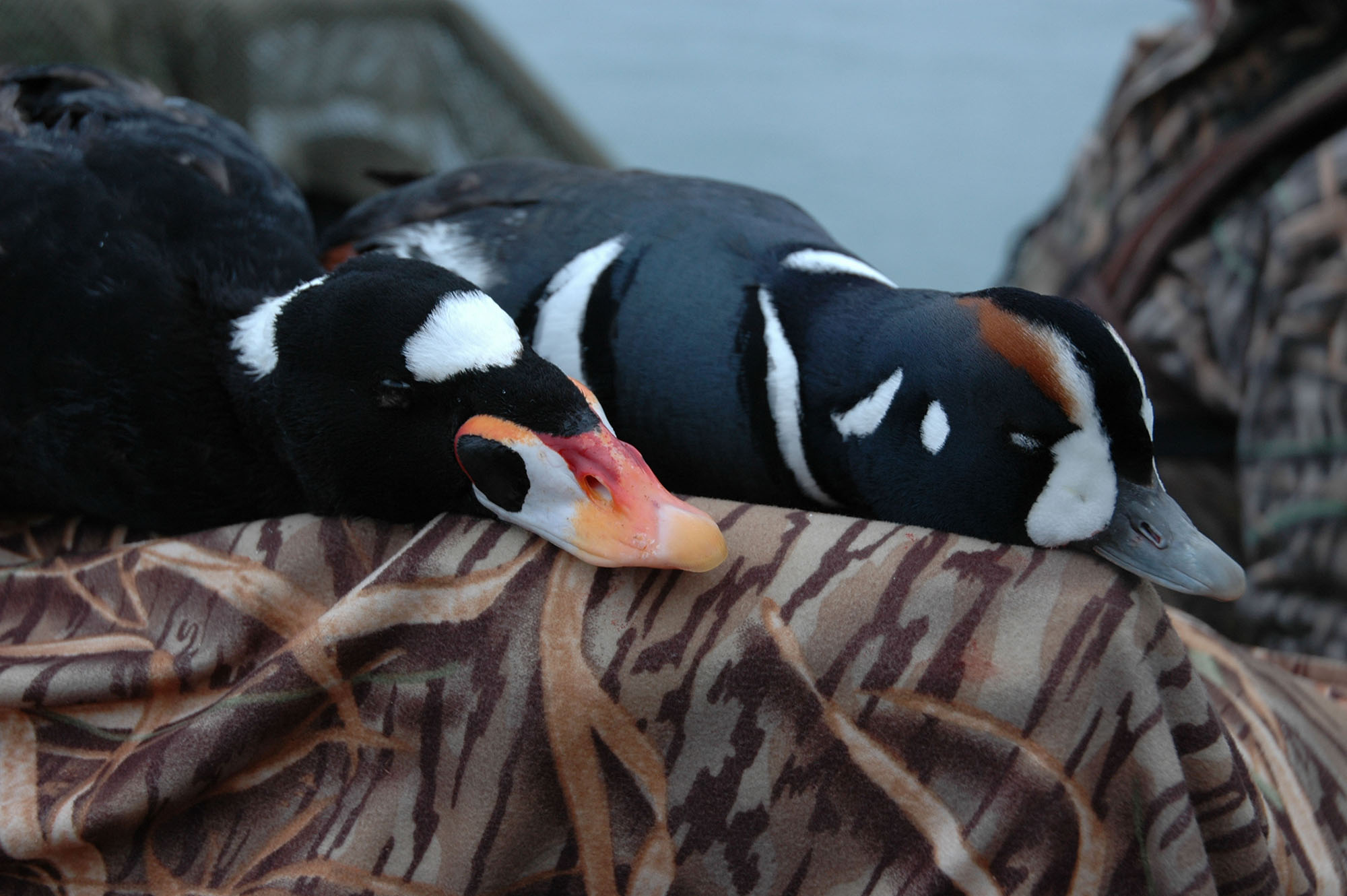 [Titre du site] Les 7 meilleures chasses au canard de fin de saison