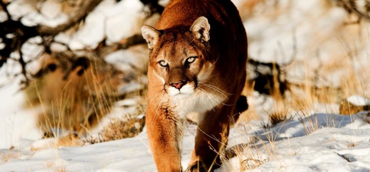 Le Colorado enquête sur une attaque présumée de pumas après qu'un randonneur ait été retrouvé mort le jour de l'An
