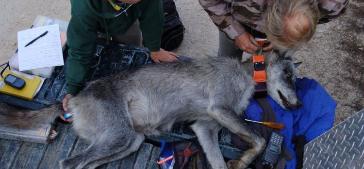 L'USFWS mettra fin au programme Wolf du Colorado à moins que l'État ne se conforme à cet ultimatum
