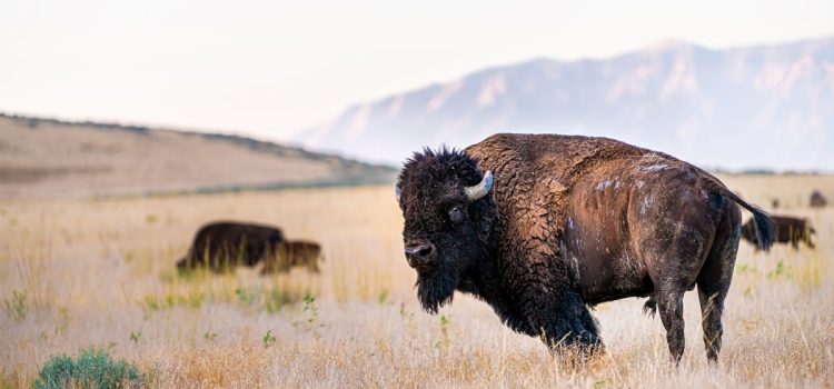 Le Colorado vient d'ouvrir la porte à sa première chasse au bison sauvage depuis plus d'un siècle

