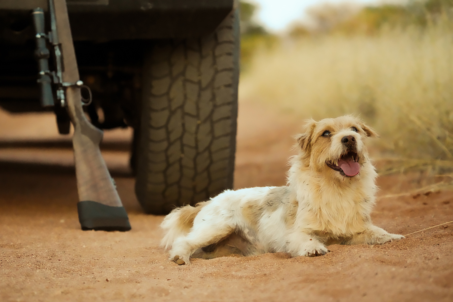 [Titre du site] 10 photos épiques des chiens de safari intrépides en Afrique du Sud