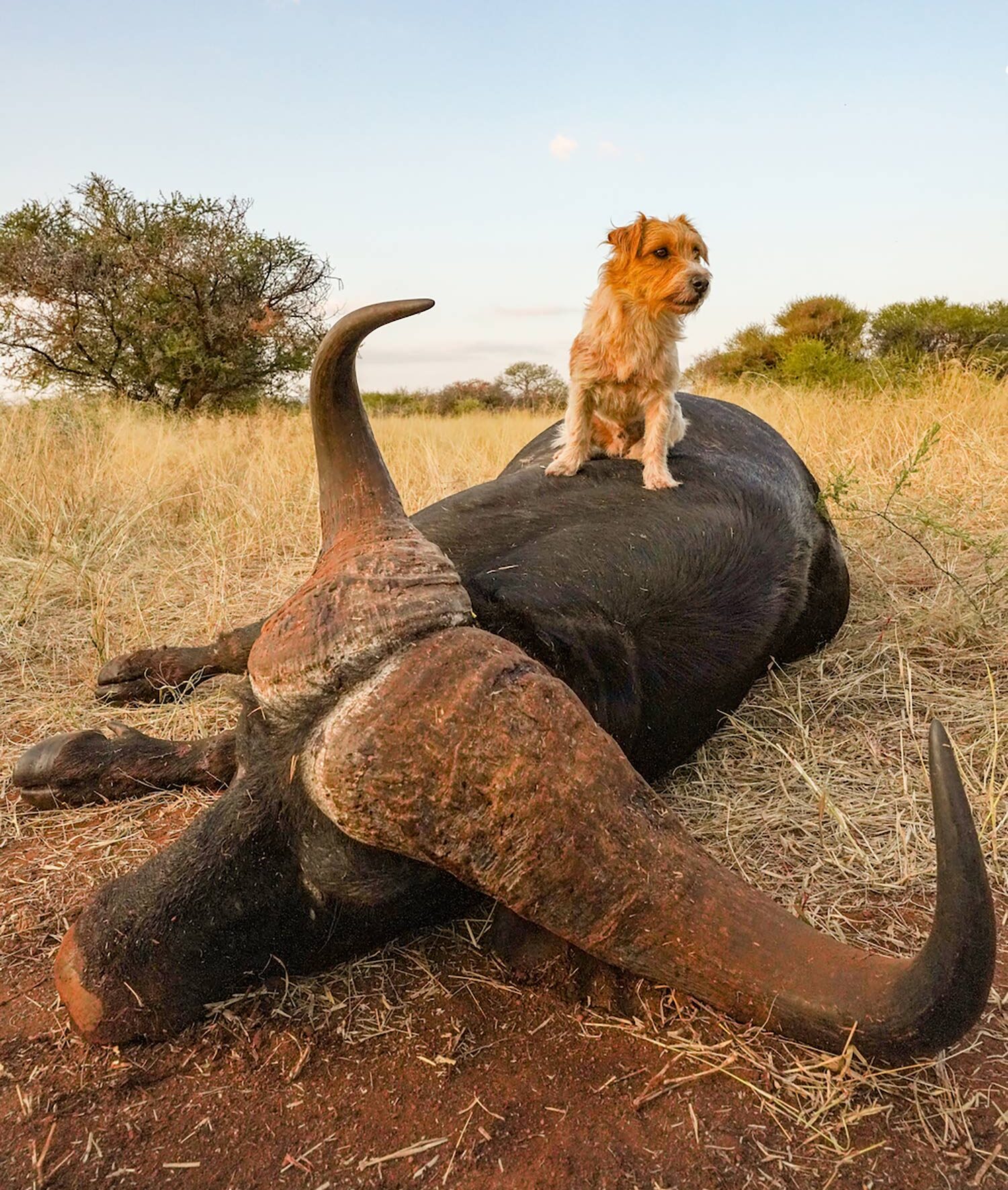 [Titre du site] 10 photos épiques des chiens de safari intrépides en Afrique du Sud