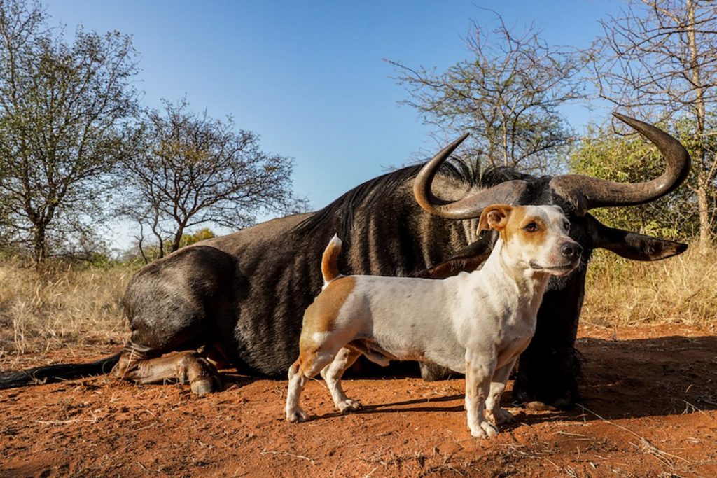 10 photos épiques des chiens de safari intrépides en Afrique du Sud