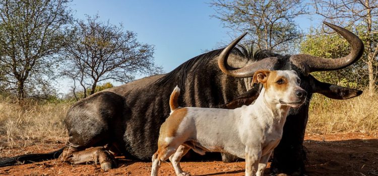 10 photos épiques des chiens de safari intrépides en Afrique du Sud

