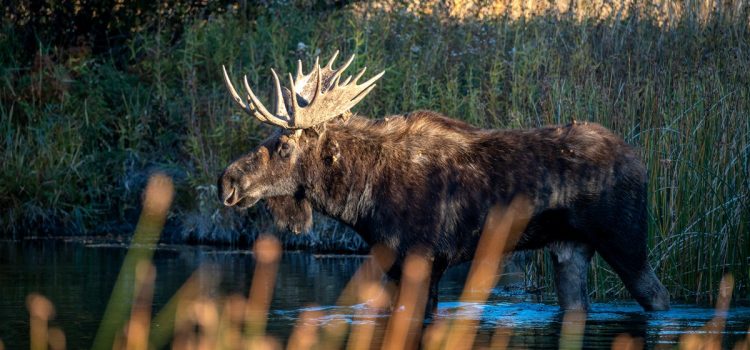 Un homme de l'Idaho obtient une interdiction de chasse à vie pour avoir attaché un orignal mâle au cordage
