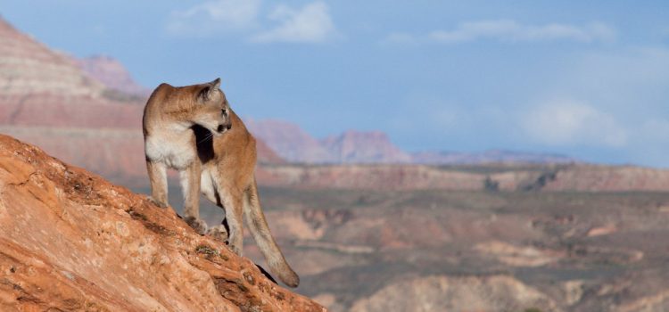 L'Utah élimine les couguars pour voir si cela aide les cerfs. Les chiens de chasse n'en sont pas contents
