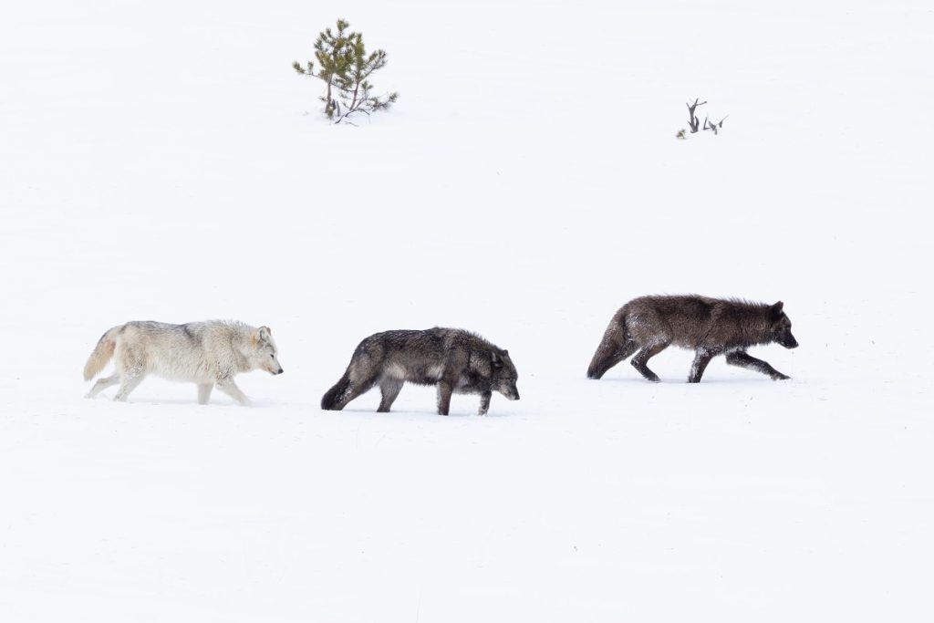 Podcast : Brian Nesvik, directeur de l'USFWS, sur l'avenir des refuges et de la conservation de la faune