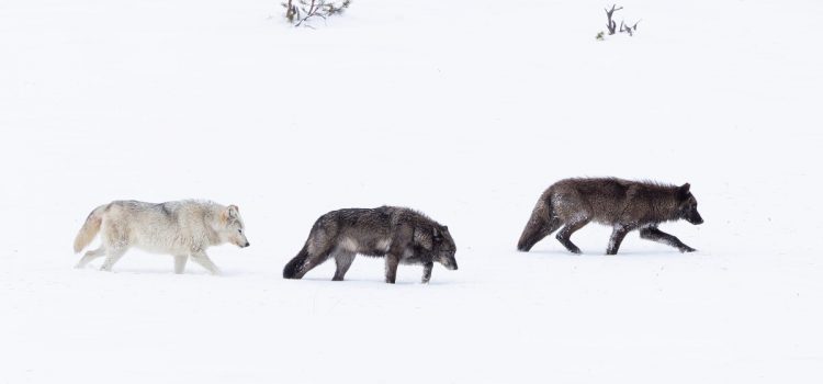 Podcast : Brian Nesvik, directeur de l'USFWS, sur l'avenir des refuges et de la conservation de la faune
