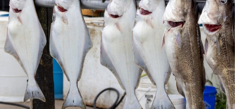 Un ancien guide d'Alaska et braconnier reconnu coupable de fraude liée à la pêche commerciale
