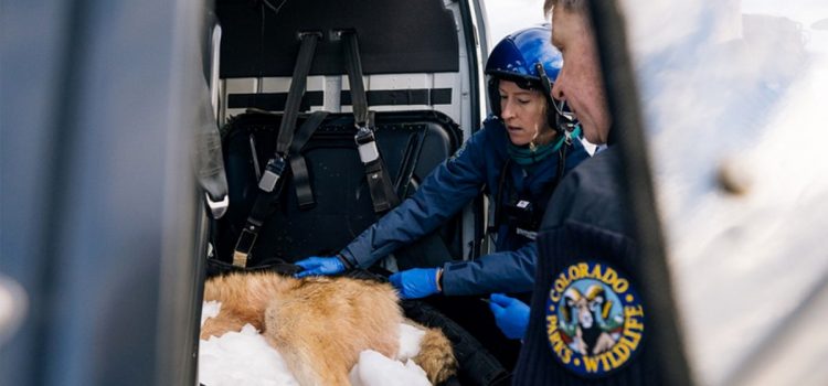 Le Colorado va suspendre les réintroductions de loups alors que le gouvernement fédéral exerce des pressions et que les États hésitent à les fournir
