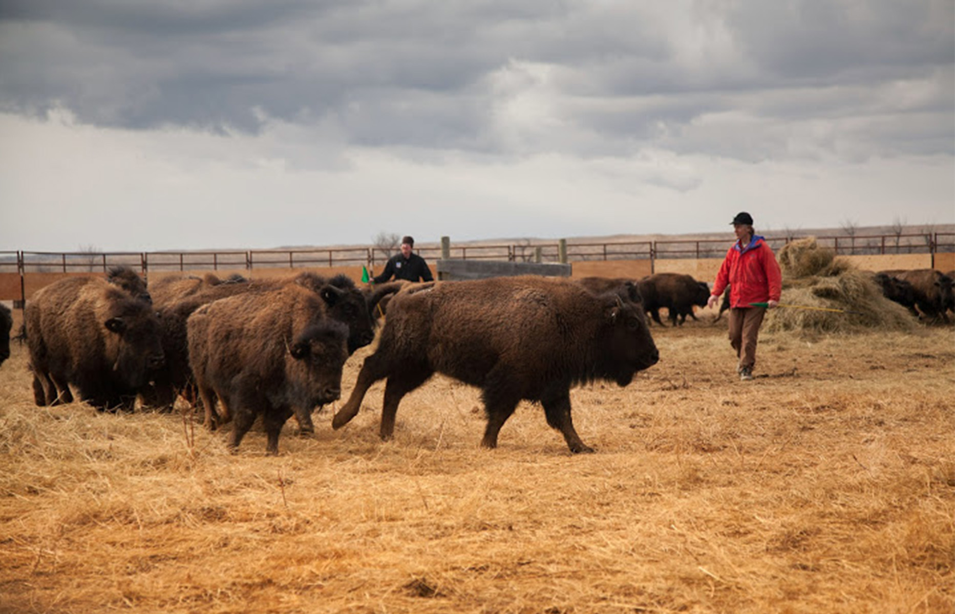 [Titre du site] BLM déclare que le bison d'Amérique des prairies ne peut plus brouter sur les terres publiques