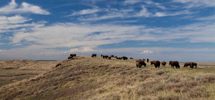 BLM déclare que le bison d'Amérique des prairies ne peut plus brouter sur les terres publiques
