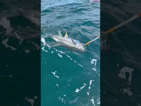 [Titre du site] «Ces gars-là savent comment combattre les poissons.» Un homme de Floride débarque le thon à nageoires jaunes, un record en attente en Louisiane