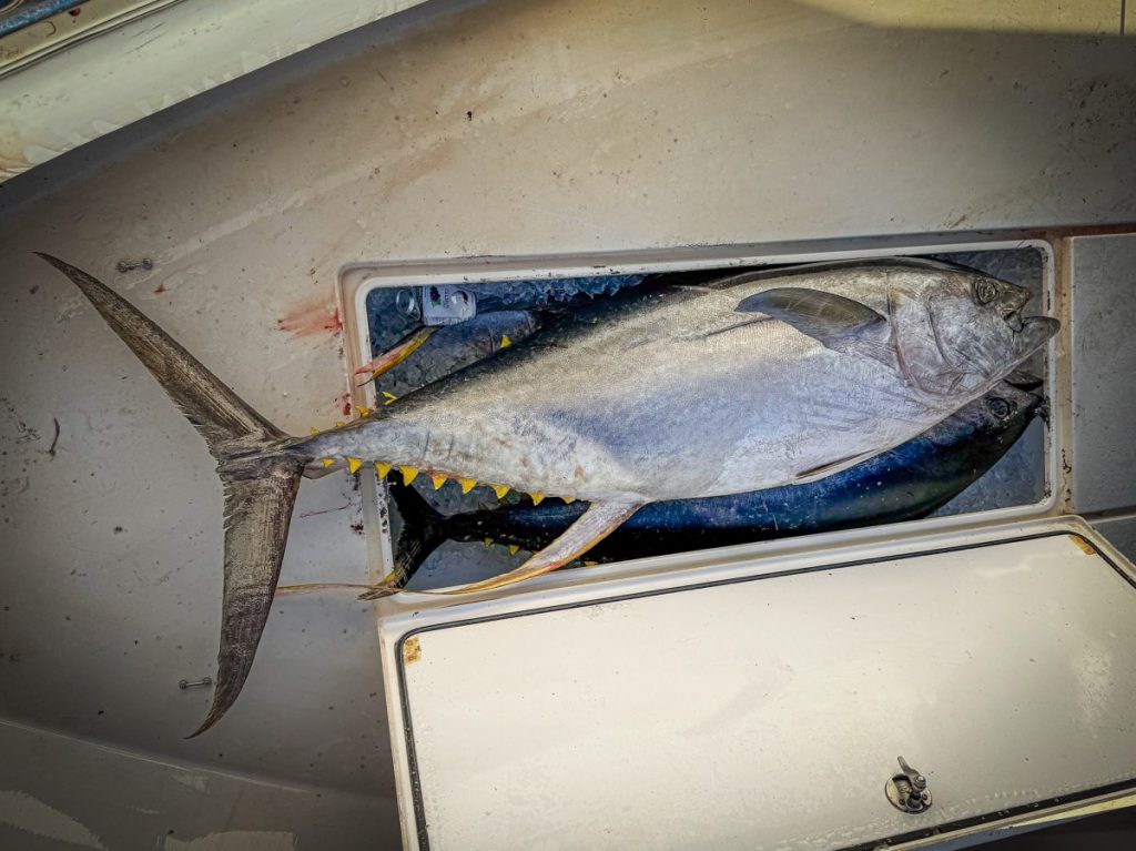 «Ces gars-là savent comment combattre les poissons.» Un homme de Floride débarque le thon à nageoires jaunes, un record en attente en Louisiane