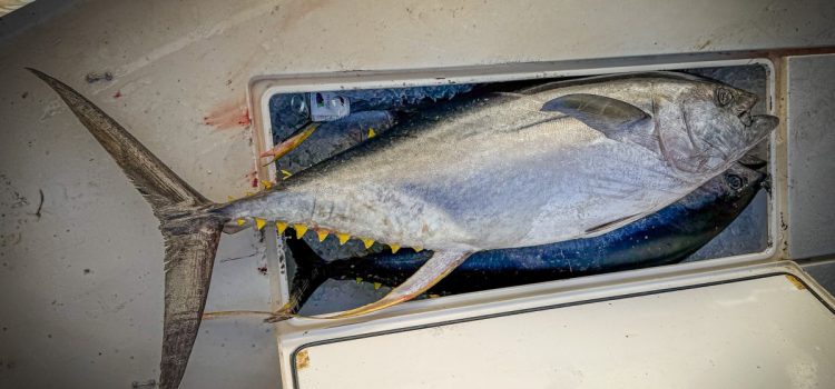 «Ces gars-là savent comment combattre les poissons.» Un homme de Floride débarque le thon à nageoires jaunes, un record en attente en Louisiane

