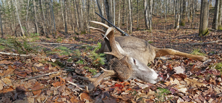 Un tireur d'élite du Wisconsin est condamné à une amende de 10 000 $ après des violations liées à l'abattage de cerfs
