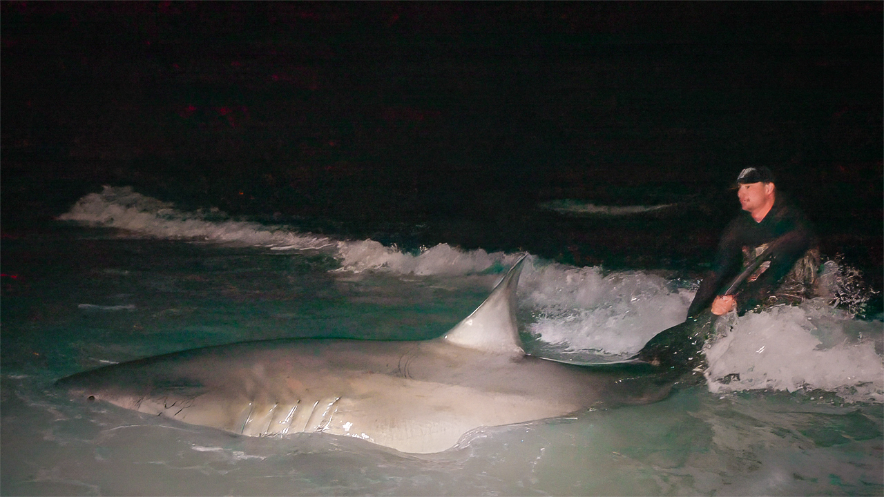 [Titre du site] Regardez : Nous venons d’attraper et de relâcher un énorme grand requin blanc depuis la plage