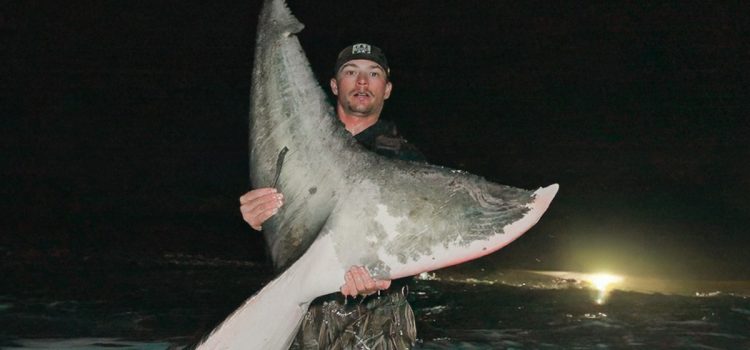 Regardez : Nous venons d’attraper et de relâcher un énorme grand requin blanc depuis la plage
