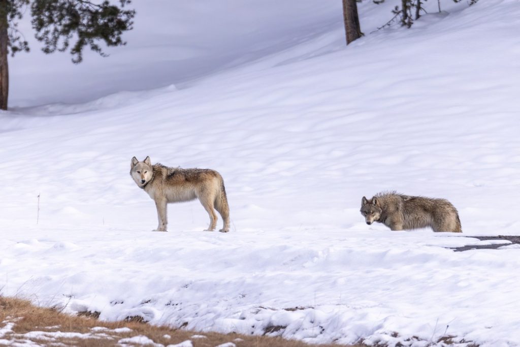 L'Utah confirme avoir tué 3 loups gris pour la première fois en 16 ans